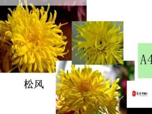 菊花养护指南：延长花期的实用技巧