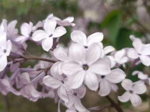 高清丁香花全剧情在线观赏